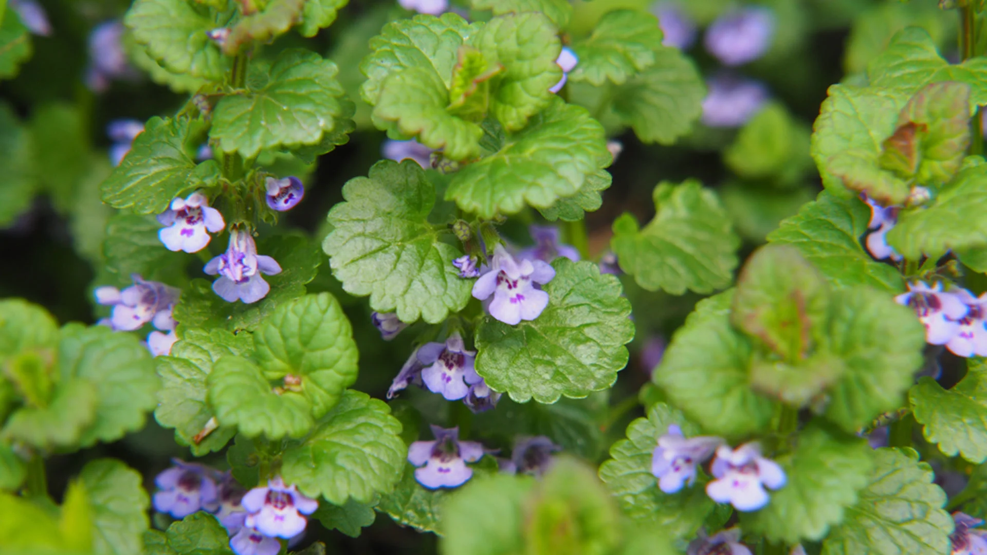 The Difference Between Pre- & Post-Emergent Weed Control & Why You Need Both