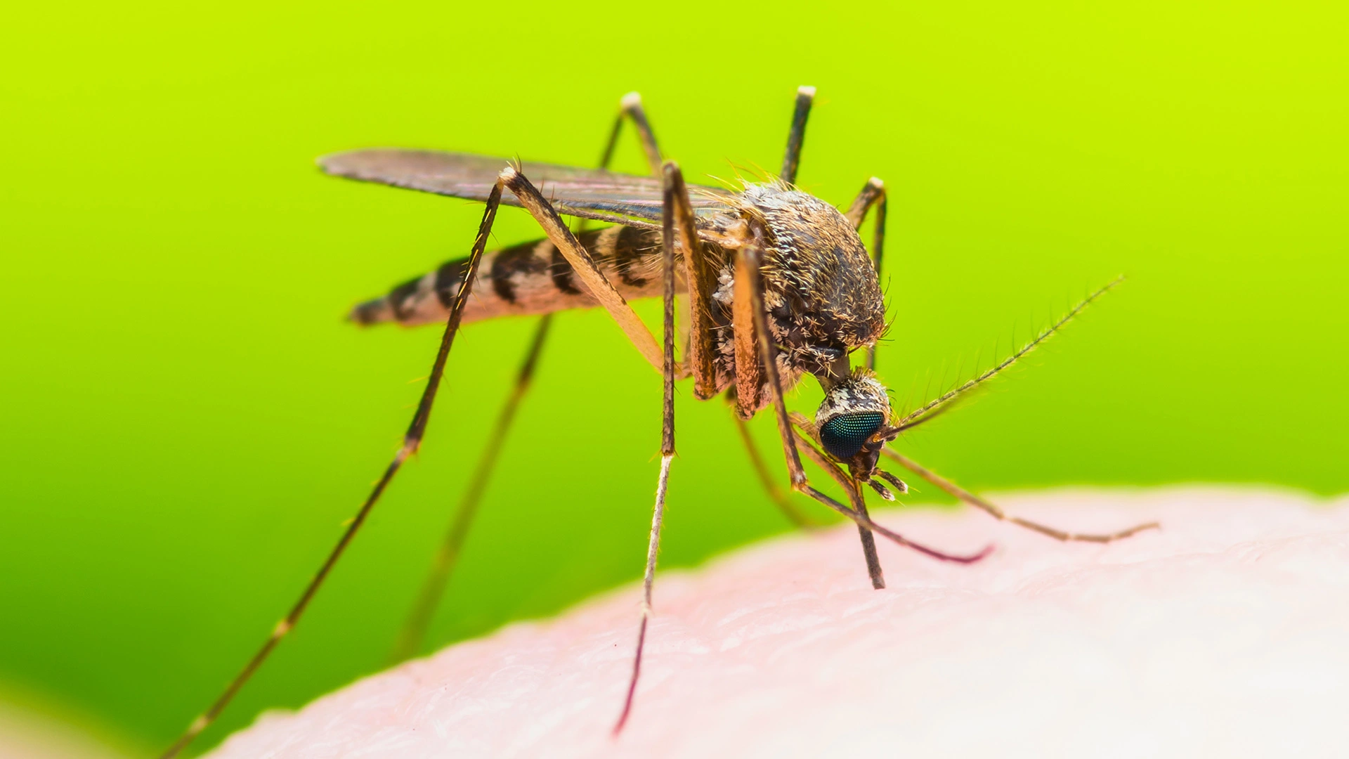 Mosquito biting a homeowner on the arm in Doylestown, PA.