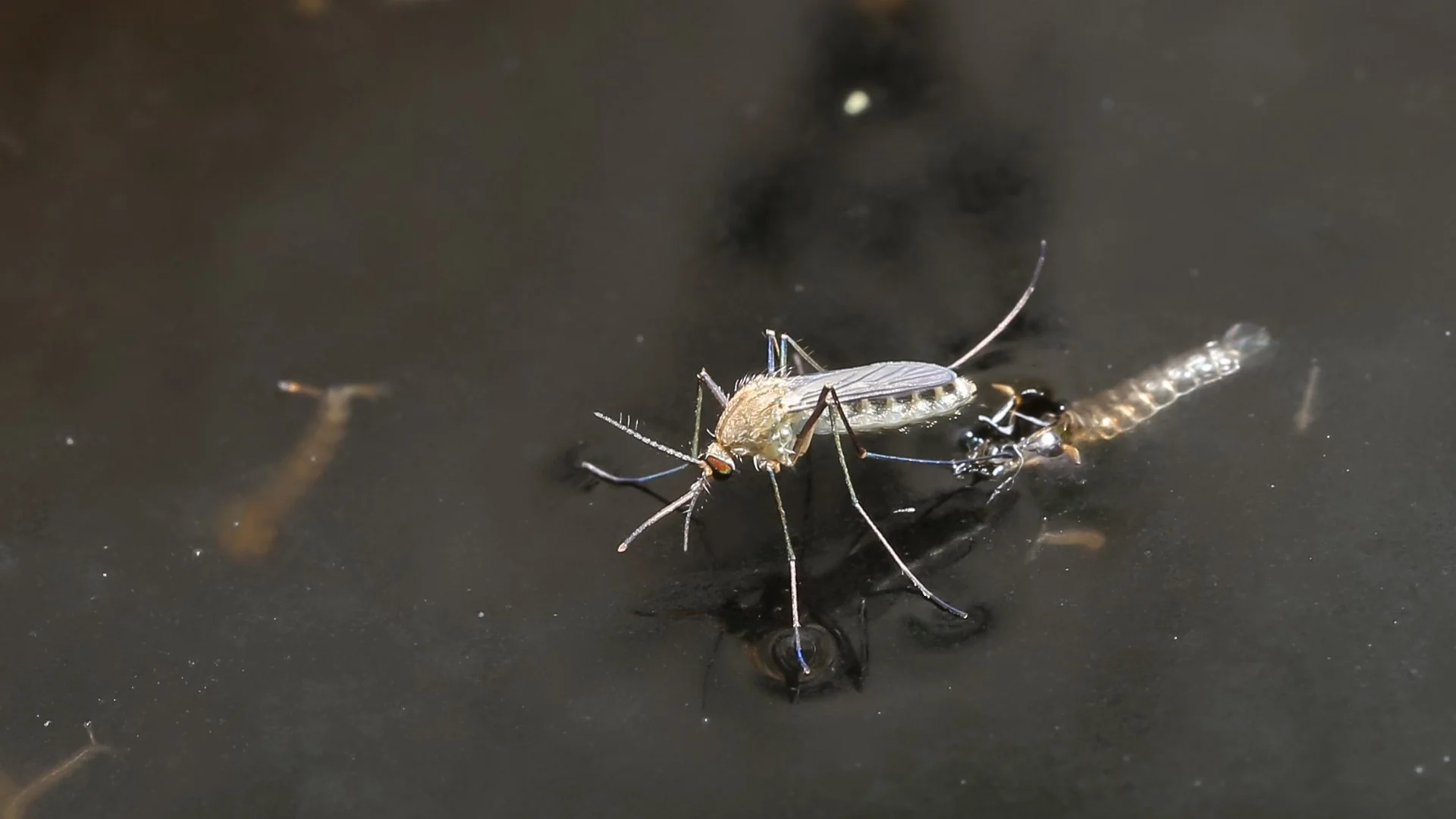 3 Effective Treatment Options for Mosquitoes