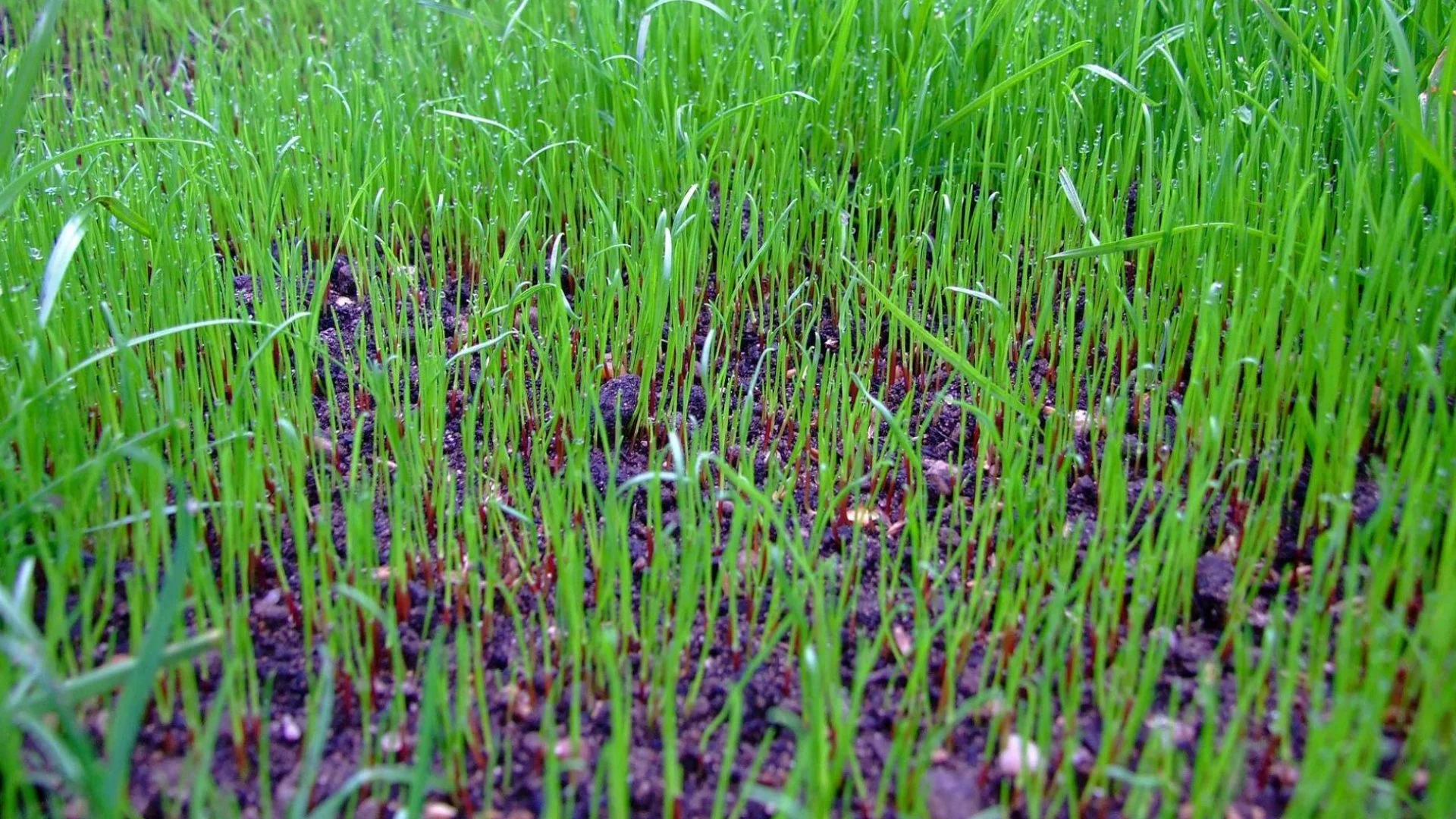 Aftercare Instructions for Your Newly Overseeded Lawn