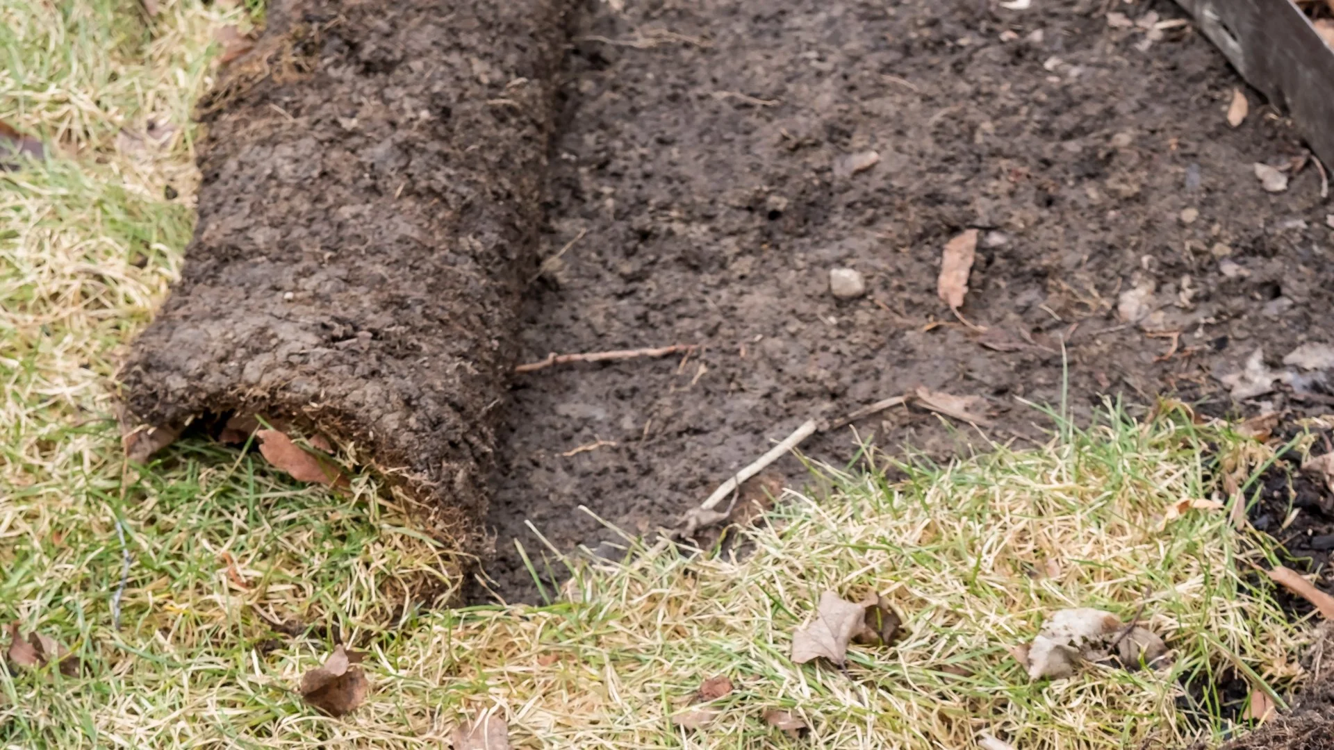 These Signs Are an Indication of a Grub Infestation on Your Lawn
