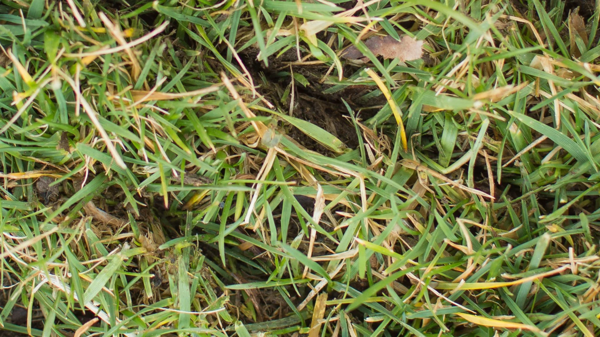 Close up on slits in grass on a property in Wayne, PA.