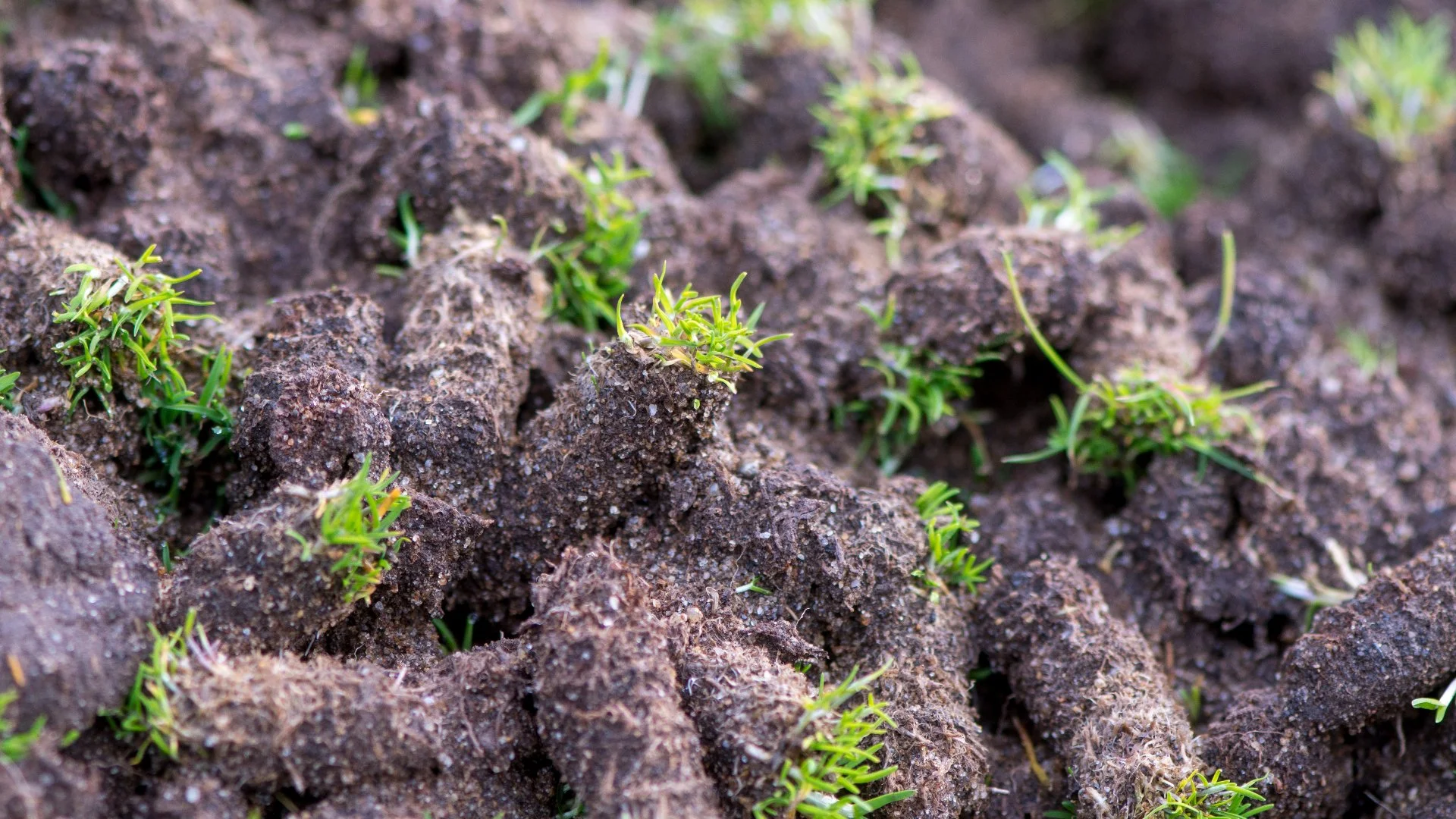 When Should You Aerate Your Lawn in Doylestown, PA?