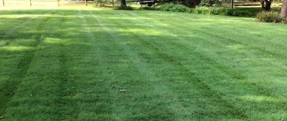 Lawn in Newark, DE.