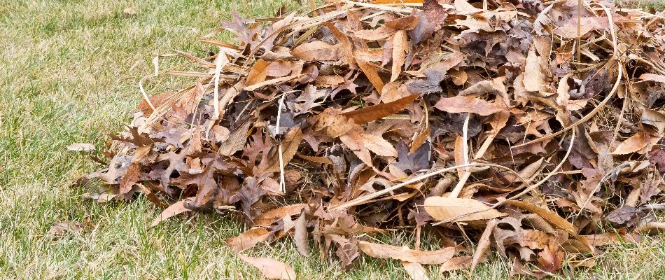 Leaves and debris on a lawn in Doylestown, PA.