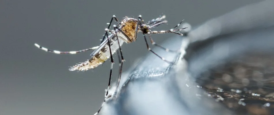 Mosquito in Newark, DE, on top of a container.
