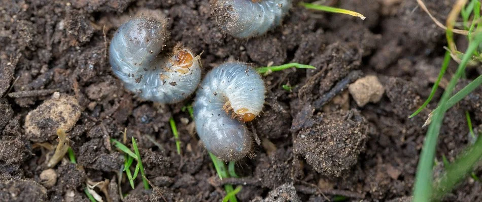 Several grubs found beneath turf at a home in Newark, DE.