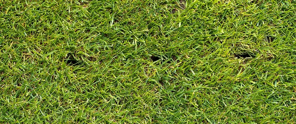 A beautifully healthy lawn recently aerated to promote deep roots.