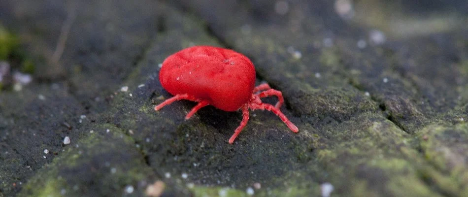 Chigger mite on a wood surface in Downingtown, PA.
