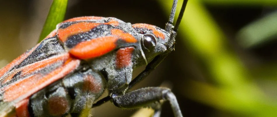 Close up on a chinch bug on a blade of grass in Newtown, PA.