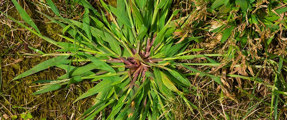 A large crabgrass weed in an unhealthy lawn near Wilmington, DE.