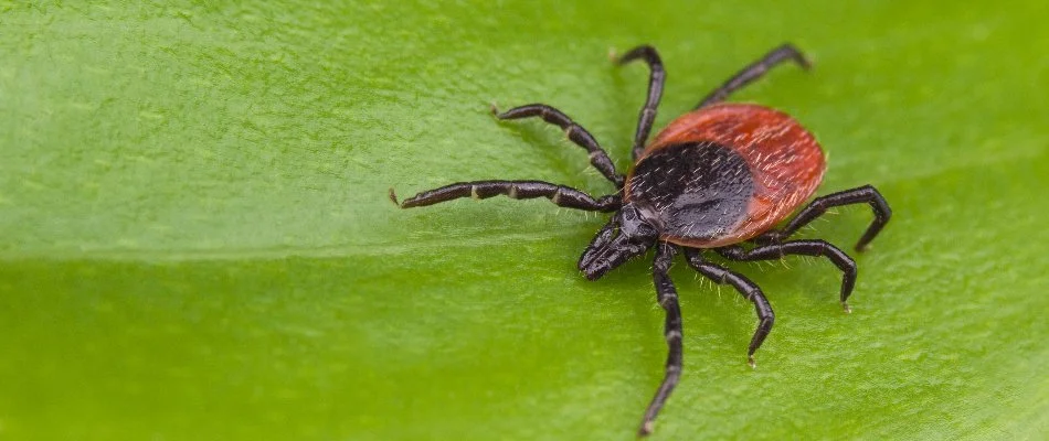 Deer tick on a plant leaf in New Castle County, DE.