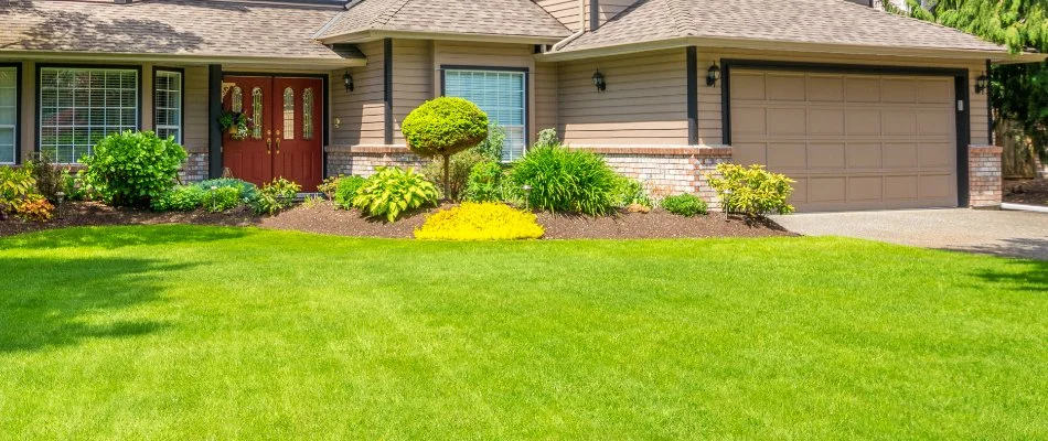 Dense, green grass in the front yard of a house in Cecil County, MD.