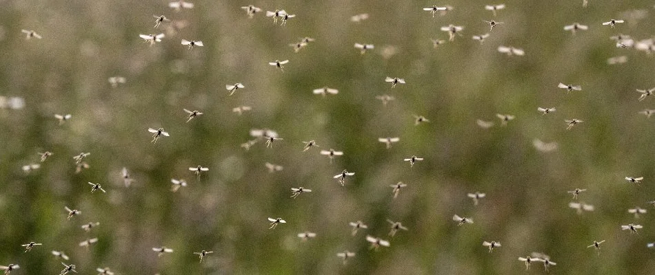 Flying mosquitoes in a yard in Cecil County, MD.
