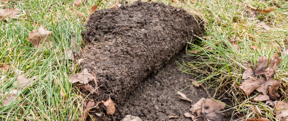 Grub damage in need of treatment on a lawn in Wayne, PA.
