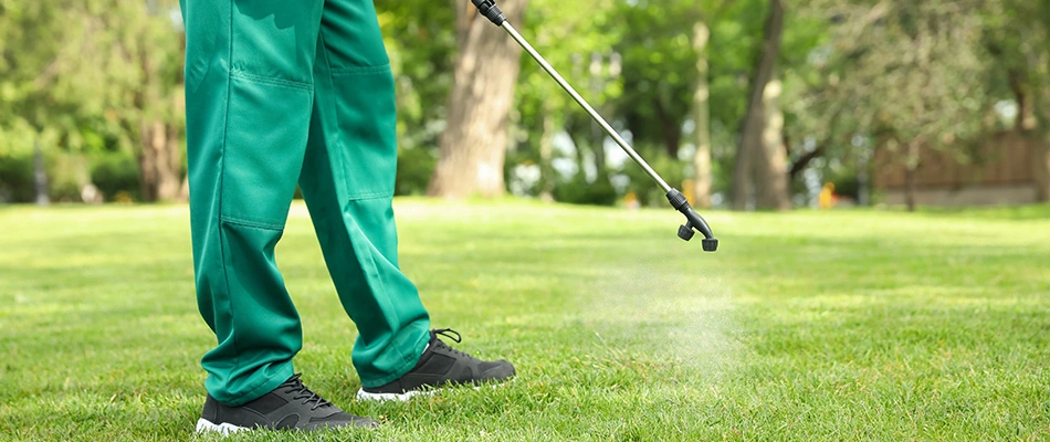 A professional is spraying a lawn with weed control.