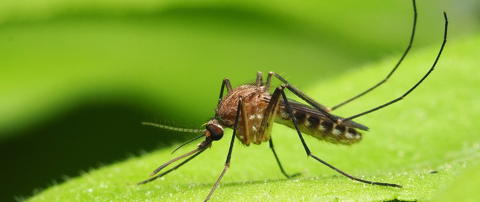A mosquito landing in a landscape in Yardley, PA.
