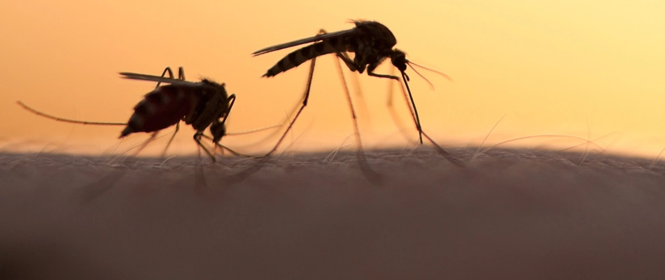 Mosquitoes biting a homeowner's arm in New Hope, PA.