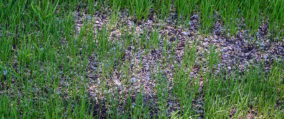 A plot of lawn overseeded to fill in the grass and improve its curb appeal.
