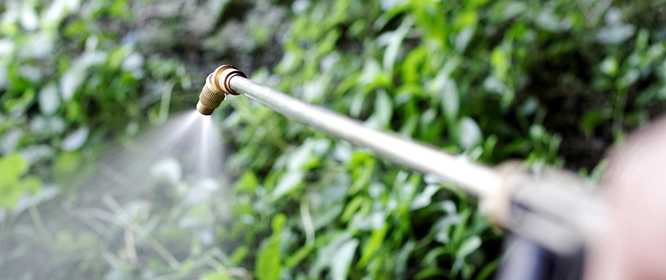 A professional spraying plants and lawn to treat a pest invasion.