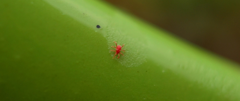 A red chigger found on a grass blade in a lawn in Horsham, PA.