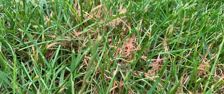 Close up on red thread lawn disease found on a potential client's lawn in Yardley, PA.