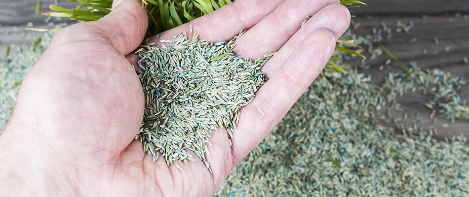 A hand of fescue seeds ready for overseeding.