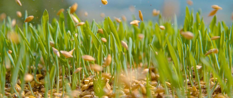 Seeds being applied over a lawn in Yardley, PA.