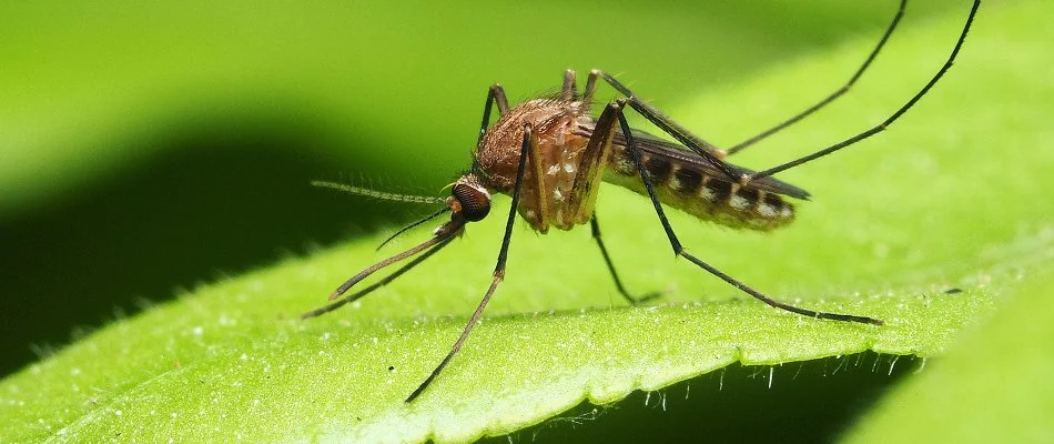 Mosquito standing on a leaf in Newark, DE.