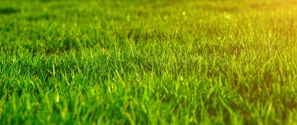 A thick, green lawn on our client's property in Malvern, PA.