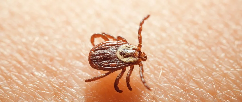 Tick in Newark, DE, on human skin.
