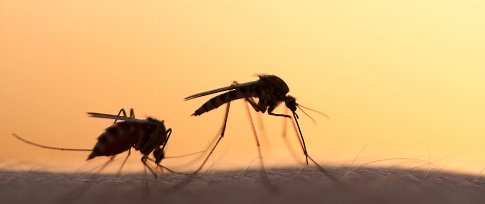 Two mosquitoes on a homeowner's arm in Malvern, PA.