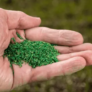 Hand holding Fine Fescue Mix Grass Seed