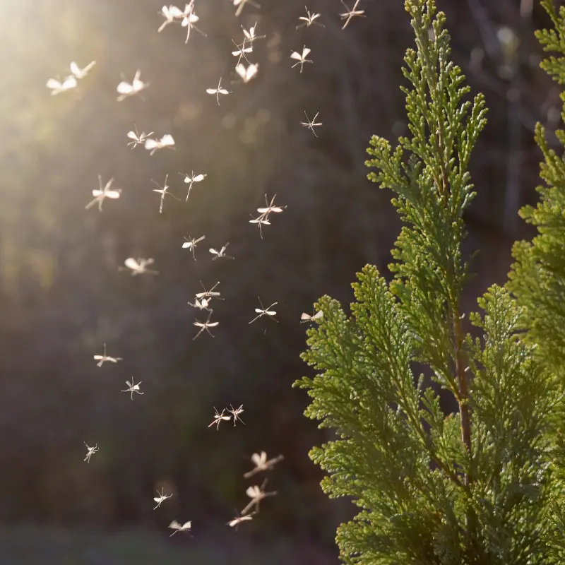 Ever Wonder Where Mosquitoes Go in The Winter?