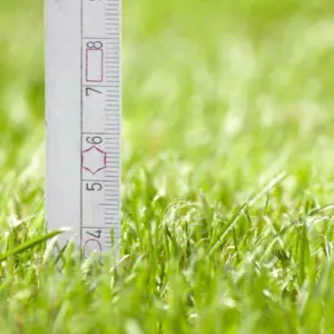 ruler measuring grass