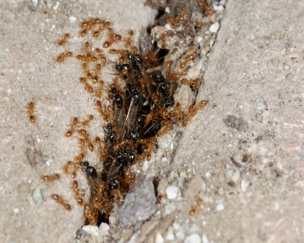 Termites vs. Ants: How to Tell Which Are in Your Home